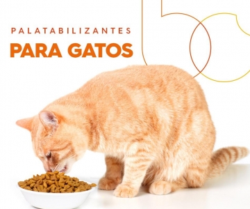 Palatabilizantes para Gatos